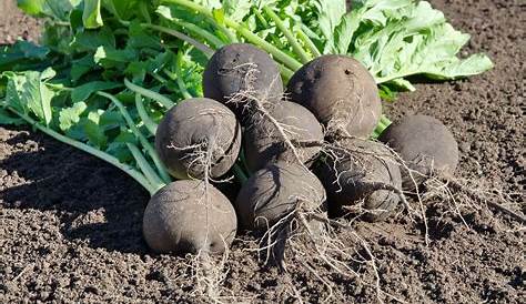 jardinage: Semis de Radis Noir Long: Potager urbain - YouTube
