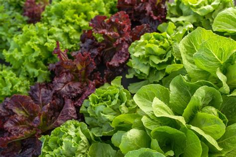 quand planter la salade d'hiver