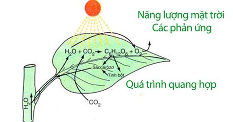 quang hợp là gì