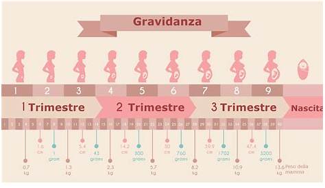 Come calcolare la corrispondenza tra mesi e settimane di gravidanza?