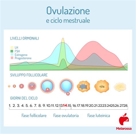 quanti giorni dura ovulazione