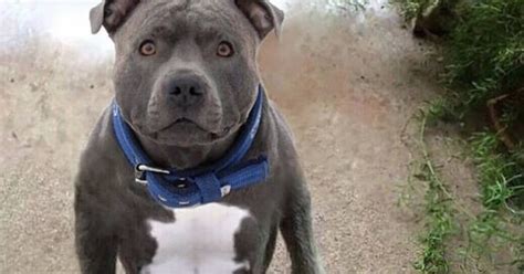 quanto deve mangiare un pitbull