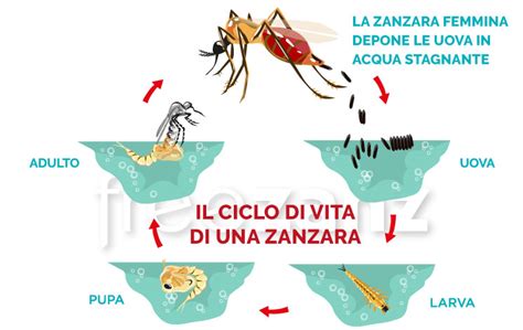 quanto dura la vita di una zanzara