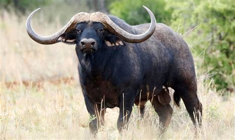 quantos anos vive um bufalo