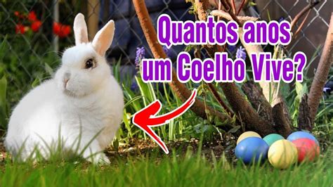 quantos filhos tem um coelho