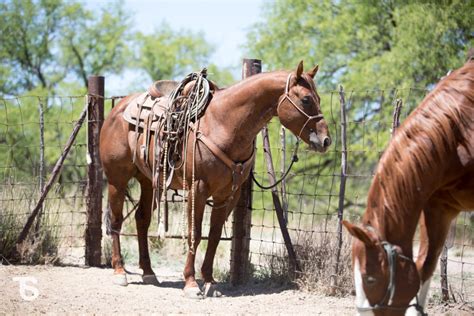 quarter horse auctions 2023