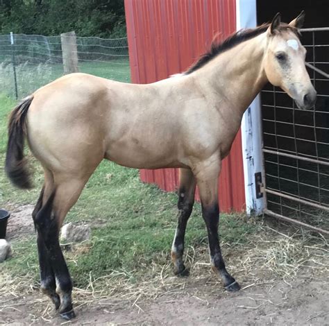 quarter horse foals for sale in colorado
