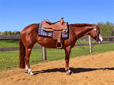 quarter horses for sale in america