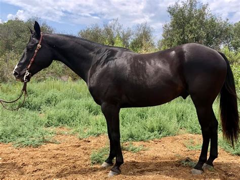 quarter horses for sale in california gelding