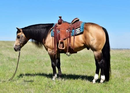 quarter horses for sale in nebraska