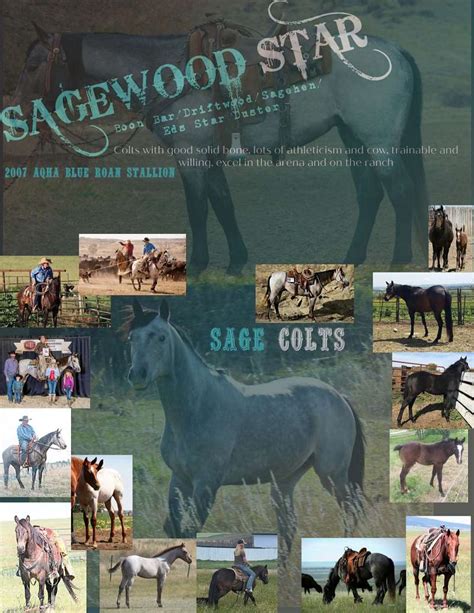 quarter horses for sale in new york state