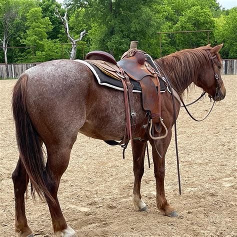 quarter horses for sale in texas
