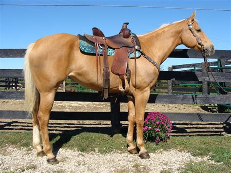 quarter horses for sale near me cheap