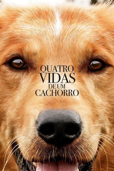 quatro vida de um cachorro