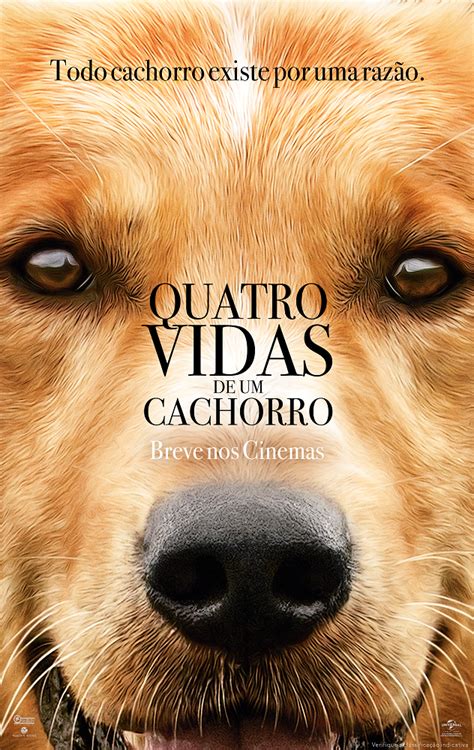 quatro vidas de um cachorro