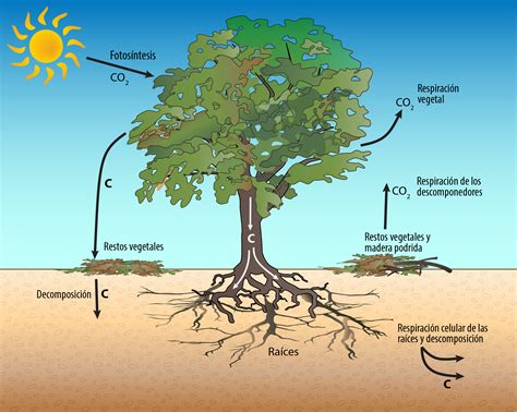 El ciclo del carbono en el ecosistema, las plantas y la huella de carbono