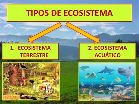 Que Es Un Ecosistema Acuatico / Ecosistemas Acuaticos / Cualquier