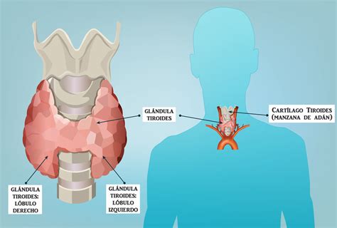 10 señales de que puede tener un trastorno de la tiroides