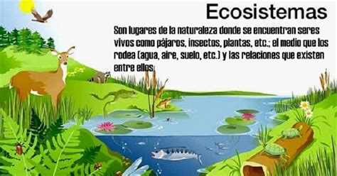 ¿Qué es un ecosistema? Características, Tipos y ejemplos