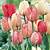 que faire des bulbes de tulipes après floraison