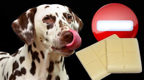Conoce Por qué el chocolate Puede ser mortal para los perros