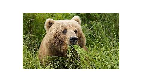 Que mangent les ours? Tout sur leur alimentation