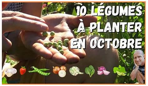 Que Planter en Octobre au Potager ? 11 Légumes Qui Poussent Facilement
