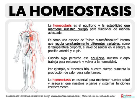 Homeostasis biologia expo(2)