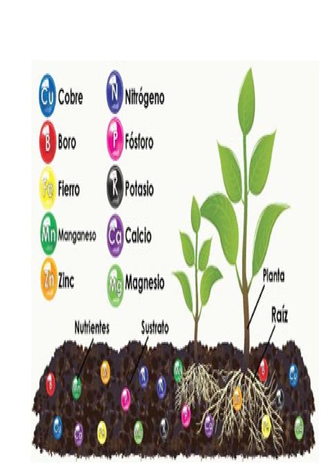 Micronutrientes en las plantas Agroproductores