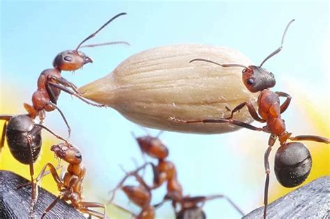que comen las hormigas