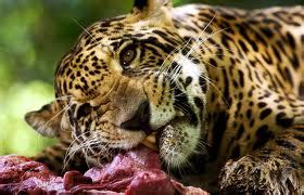 que comen los jaguares
