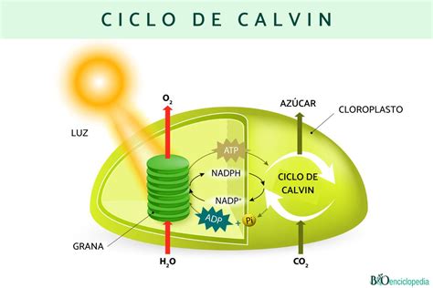 que es el ciclo de calvin