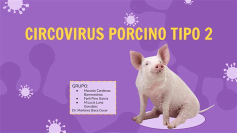 que es el circovirus porcino