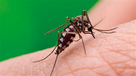 que es el dengue zika y chikungunya