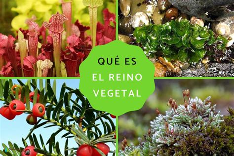 que es el reino de las plantas