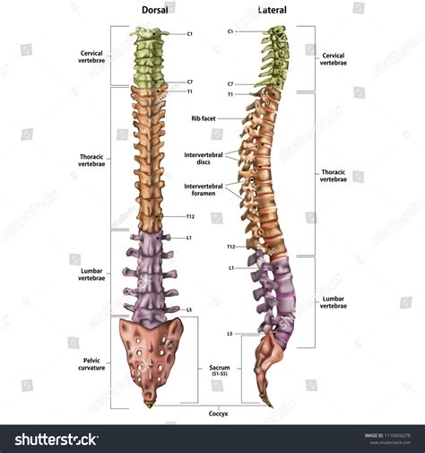 que es la espina dorsal