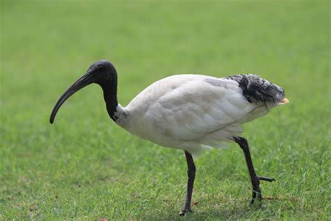 que es un ibis