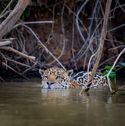 que hacen los jaguares