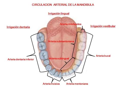 que se entiende por sistema dentario