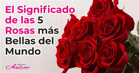 que significan las rosas rojas