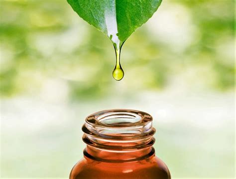 ¿Qué es Extracto? » Su Definición y Significado [2022]