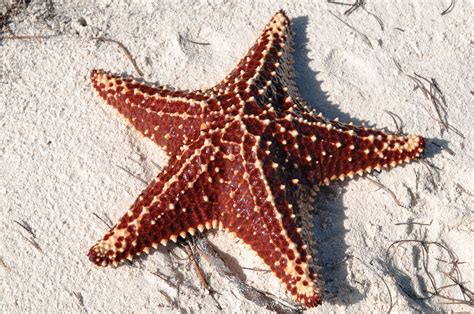 que tipo de animal es la estrella de mar