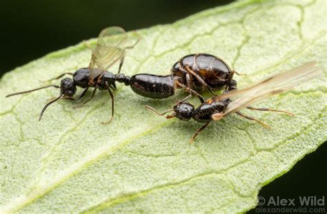 queen ant colony monomorium for sale online