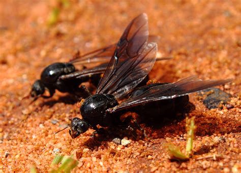 queen ant colony monomorium for sale usa