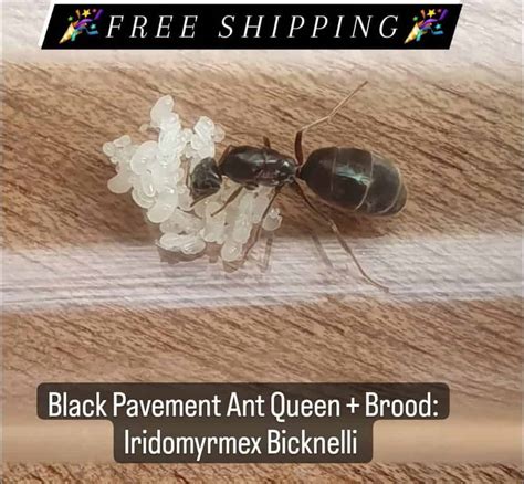 queen ants for sale cheap