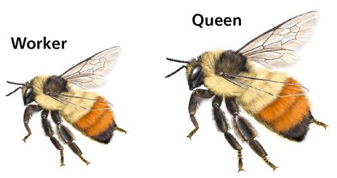 queen bee and worker bee