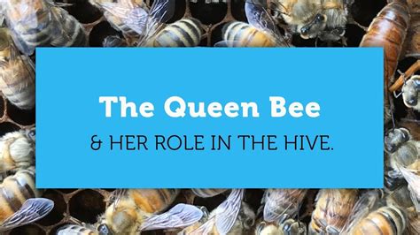 queen bee role in education