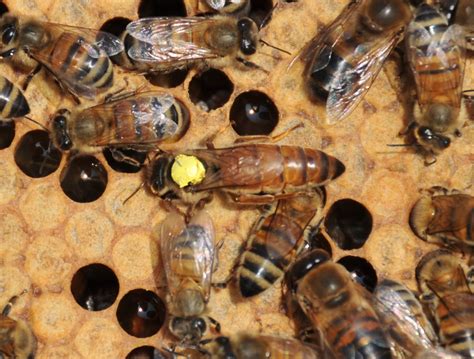 queen bees for sale in florida