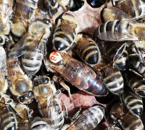 queen bees for sale in north carolina