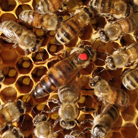 queen bees near me for sale